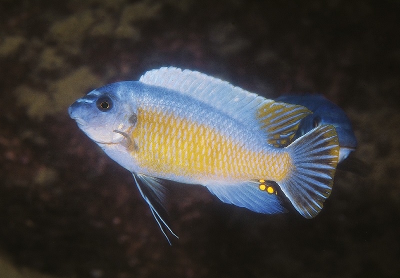 Labeotropheus fuelleborni 'Maison Reef'